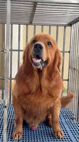 Golden Retriever Male 3 Years Old