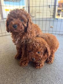 poodle 8