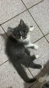 Kitten DLH mix | Male | 3 Months Old