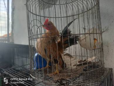 Ayam serama 