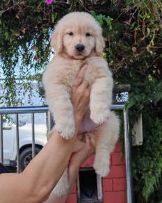 Pure Breed Golden Retriever Puppy (MKA)
