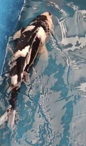 Japan Koi