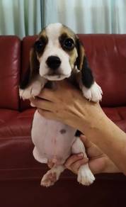 Beagle Male MKA Cert High Quality