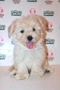 J0046 Maltichon Soft Fur Baby Face Puppy