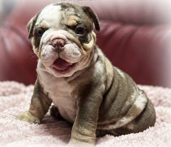ENGLISH BULLDOG PUPPIES  Male C051