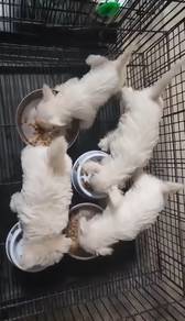 Pure West Highland White Terrier (M) 纯种西高地 刚毛软毛
