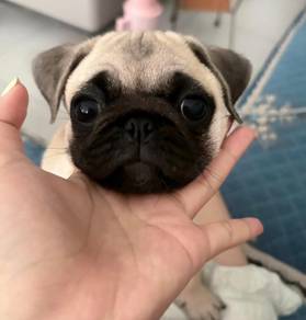 Pug
