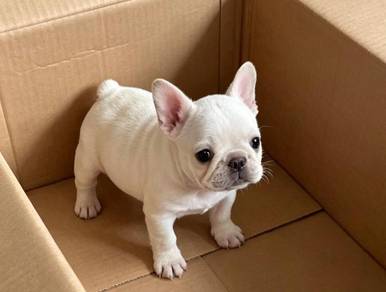 French Bulldog