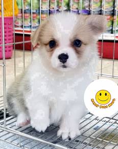 GBB_PP99 Welsh Corgi adorable puppies