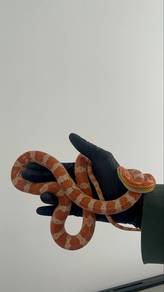 cornsnake amel het oamerto