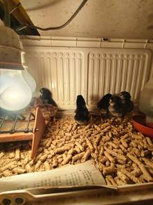 Anak ayam kampung asli 