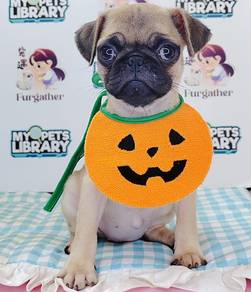 Pug