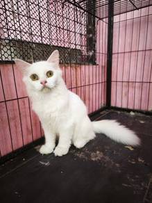 DLH Cat
