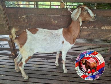 Kambing Kampung Betina Ibu ( Bunting)