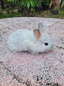 Rabbit Grey Nd dwarf comel❤️❤️❤️