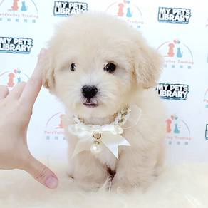 Maltipoo