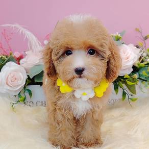 Maltipoo