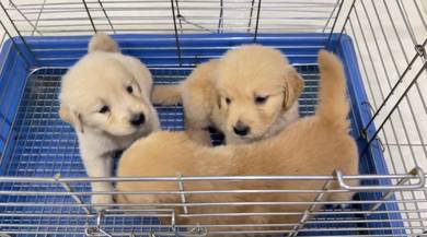 Golden retriever mka and microchip