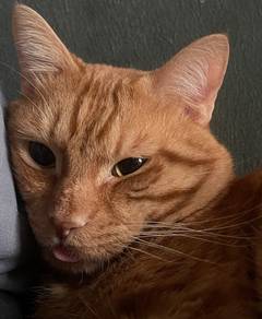Playful smart Garfield for adoption🐈