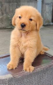 Golden Rettiver ""