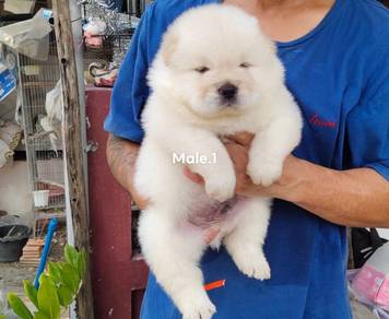 Chow Chow