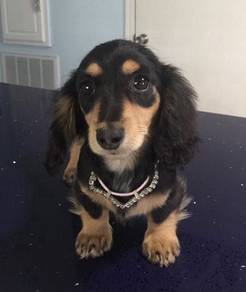 Y122 Mini Dachshund long haired Black Tan