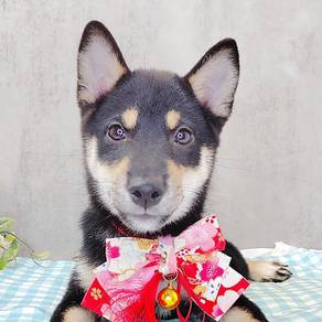 Shiba