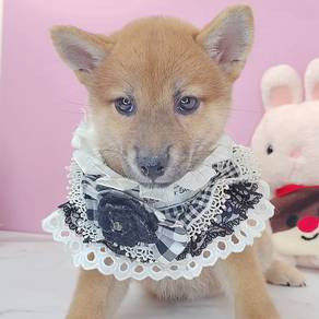 Shiba