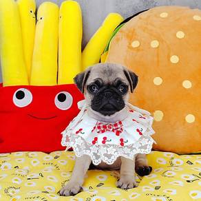 Pug