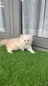 BLH Cream Golden Shaded