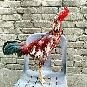 Ayam Baik 