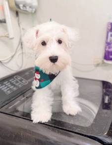 shunozar puppy 