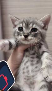 BSH kitten mix