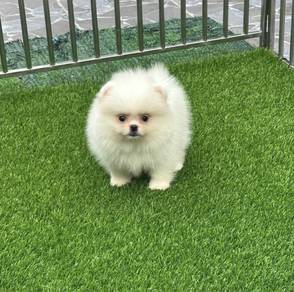 POMERANIAN PUPPIES A198 🌻 Sort of shine Boy~Girl