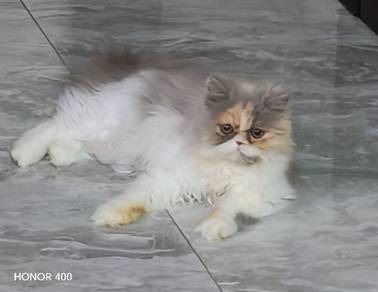 persian cat
