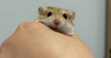 Fat Tail Gerbil