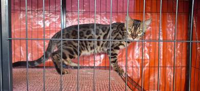 KUCING BENGAL 5 Ekor