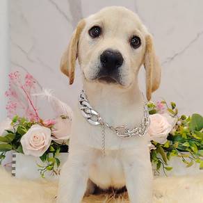 Labrador