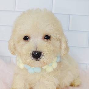 Poodle
