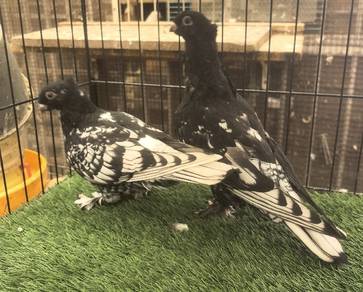 Burung Merpati Blondenettes Muda
