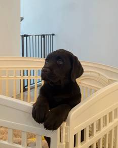 black color Labrador retriever b