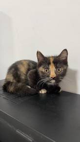 Munchkin Tortie