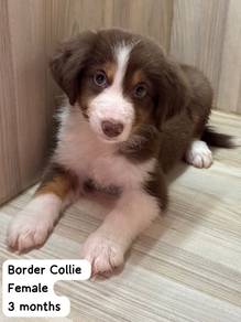 Border Collie