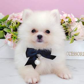Pomeranian