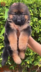 GERMAN SHEPHERD PUPPIES GSD67 Good structure Boy