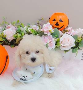 Maltipoo
