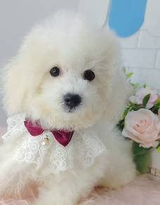Bichon Frise