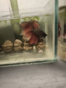 ikan