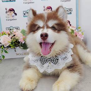 Wooly Husky