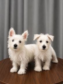 纯种西高地白梗宝宝寻找新家｜Westie Puppy